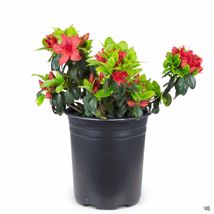 Azalea Girards Hot Shot 1 gallon