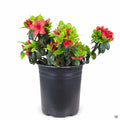 Azalea Girards Hot Shot 1 gallon