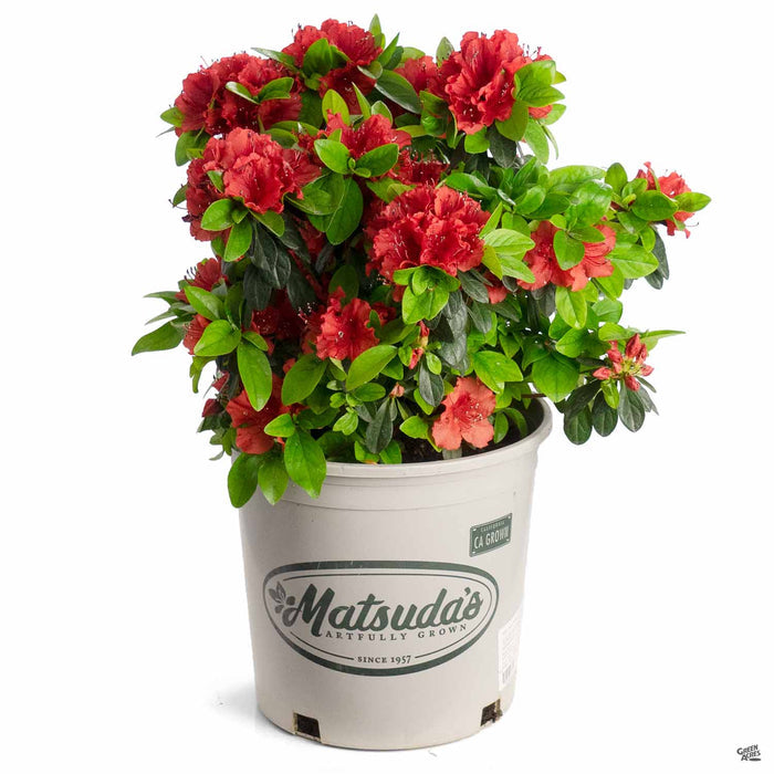 Azalea Girards Hot Shot 2 gallon Matsudas