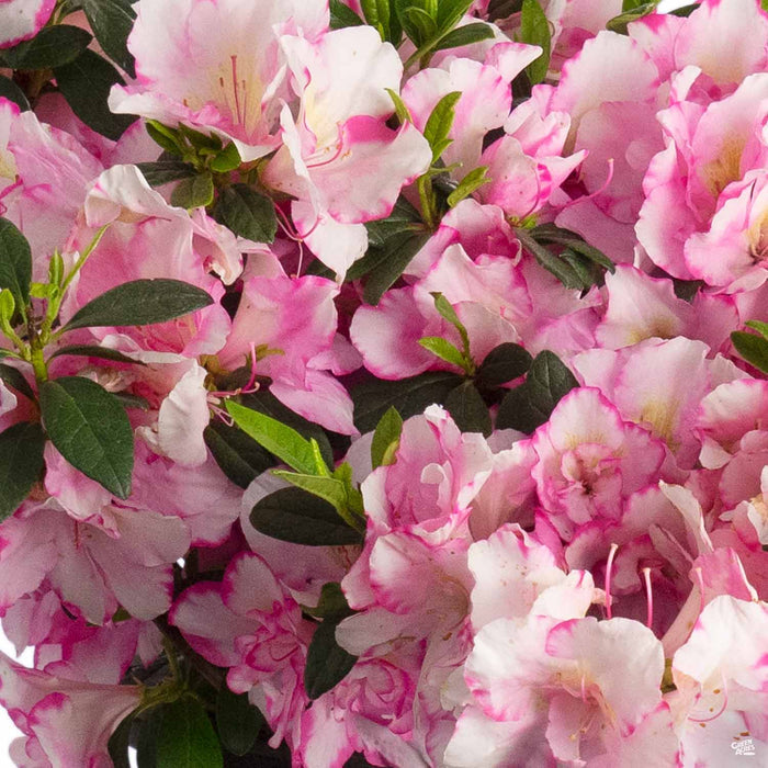 Azalea Haru no Hibiki