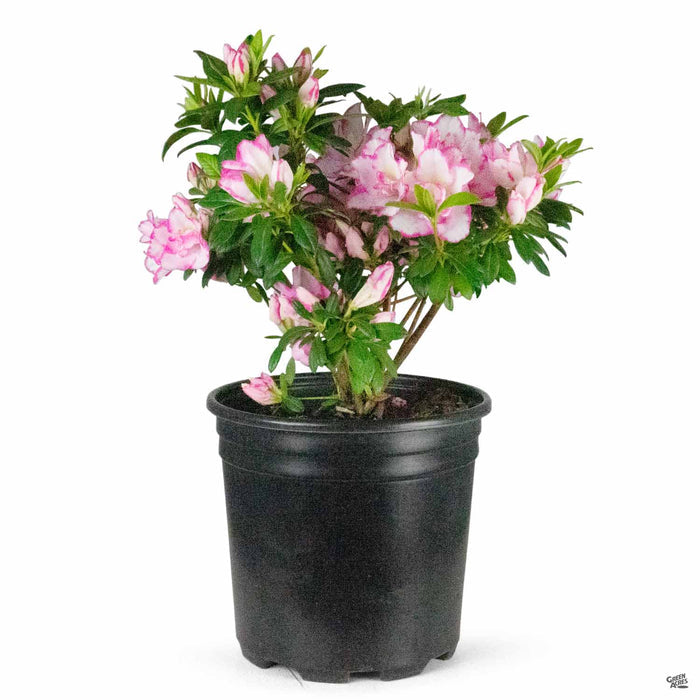 Azalea Haru no Hibiki 2 gallon