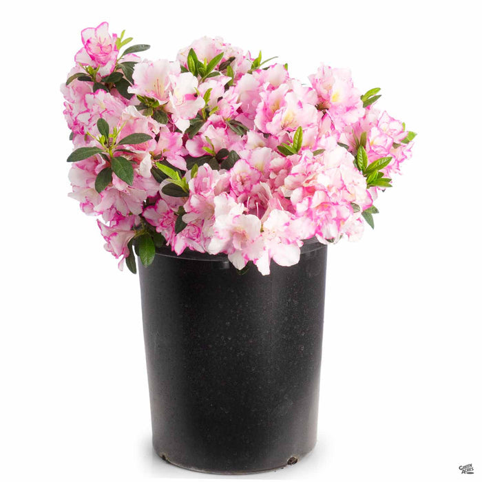 Azalea Haru no Hibiki 5 gallon