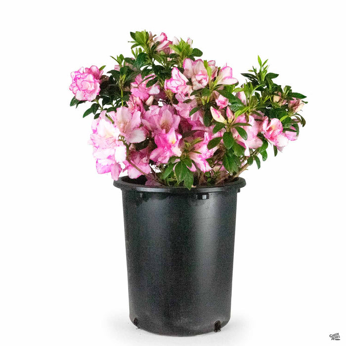 Azalea Haru no Hibiki 5 gallon