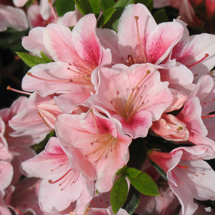 Azalea 'Pink Lace'