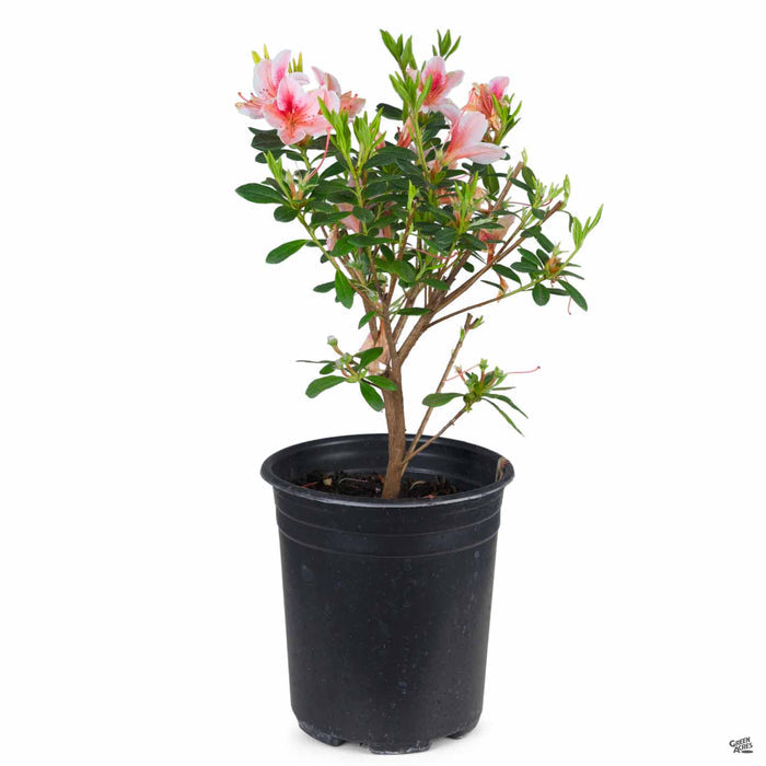 Azalea 'Pink Lace' 1 gallon