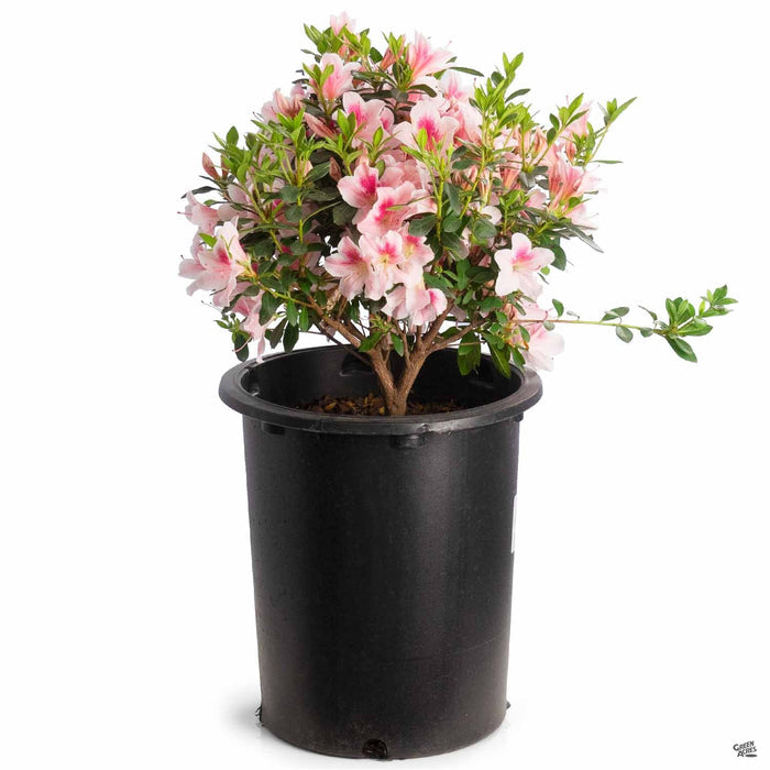 Azalea 'Pink Lace' 5 gallon