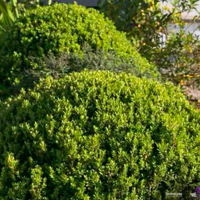Baby Gem Boxwood