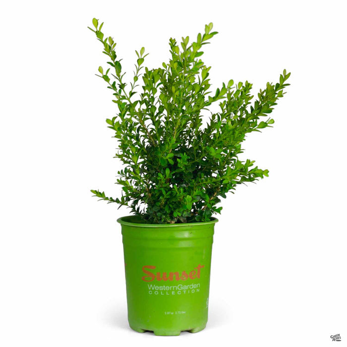 Baby Gem Boxwood 01T Sunset
