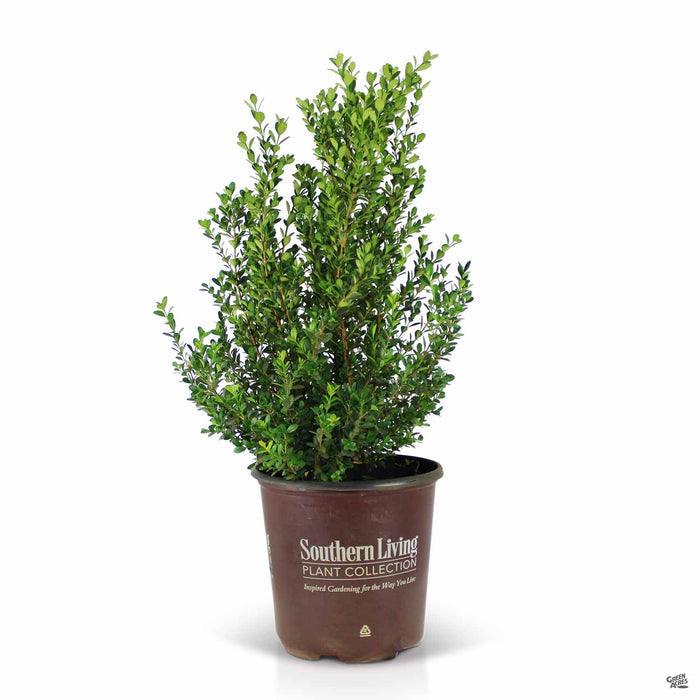 Baby Gem Boxwood 02T
