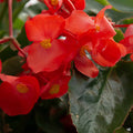 Dragon Wing Begonia