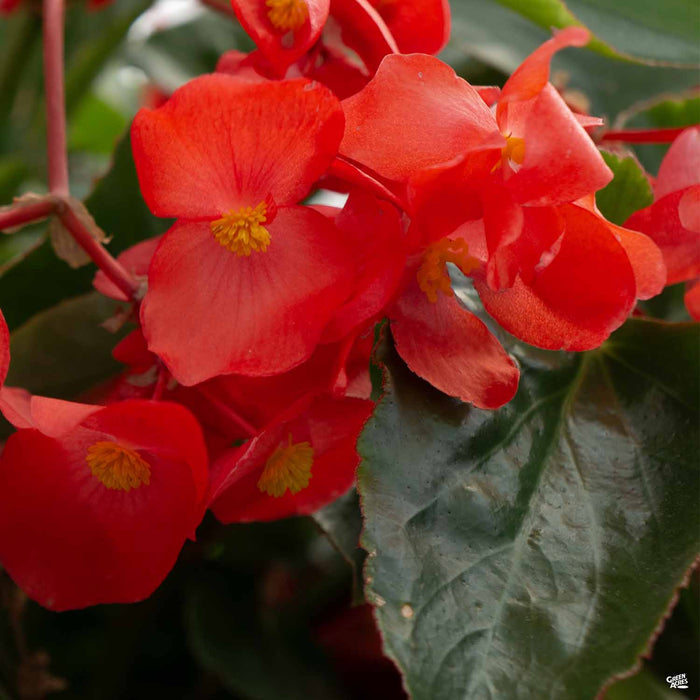 Dragon Wing Begonia