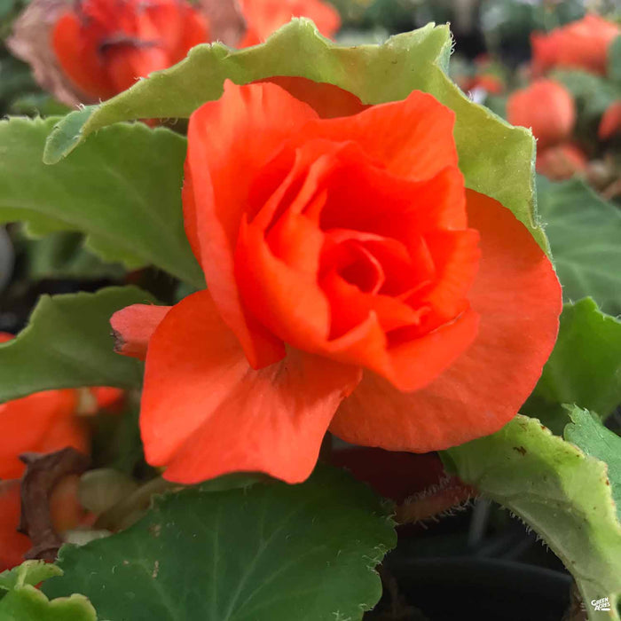 Nonstop Salmon Begonia
