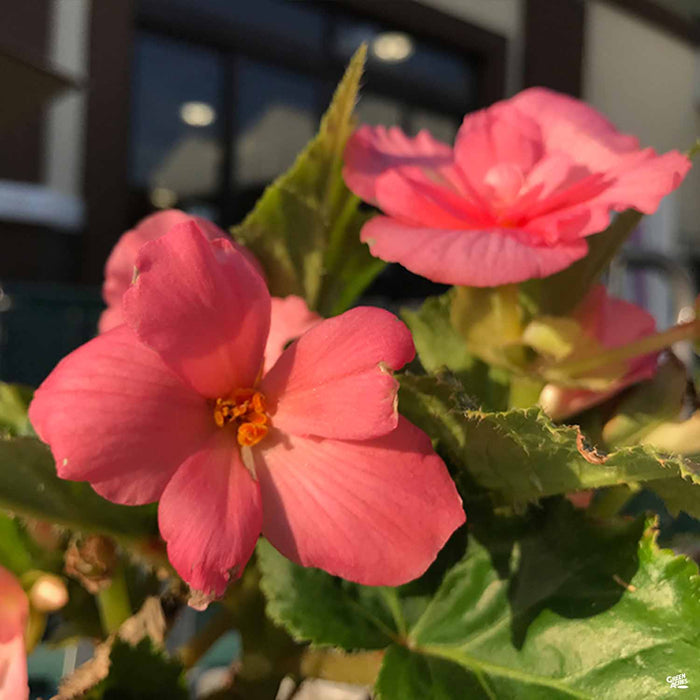 Nonstop Pink Begonia