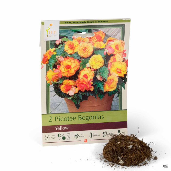 Picotee Begonias Yellow 2-pack