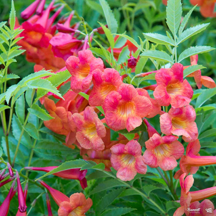 Bells of Fire Tecoma