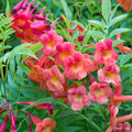 Bells of Fire Tecoma