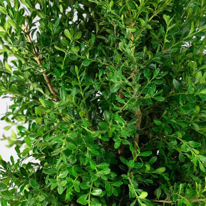 Better Boxwood Skylight