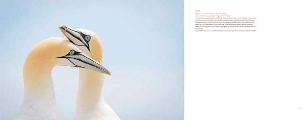 Bird Photographer of the Year (Collection 1)