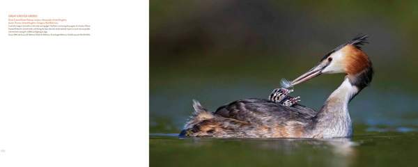 Bird Photographer of the Year (Collection 1)