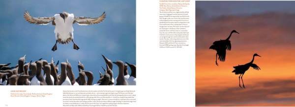 Bird Photographer of the Year (Collection 1)