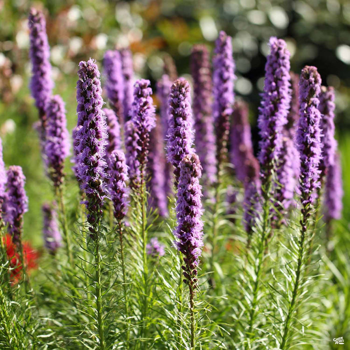 Liatris
