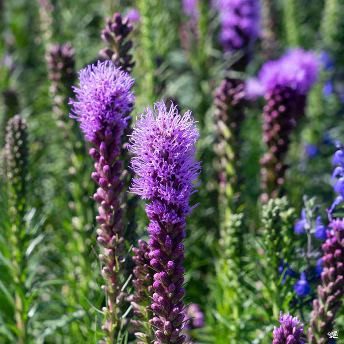 Liatris
