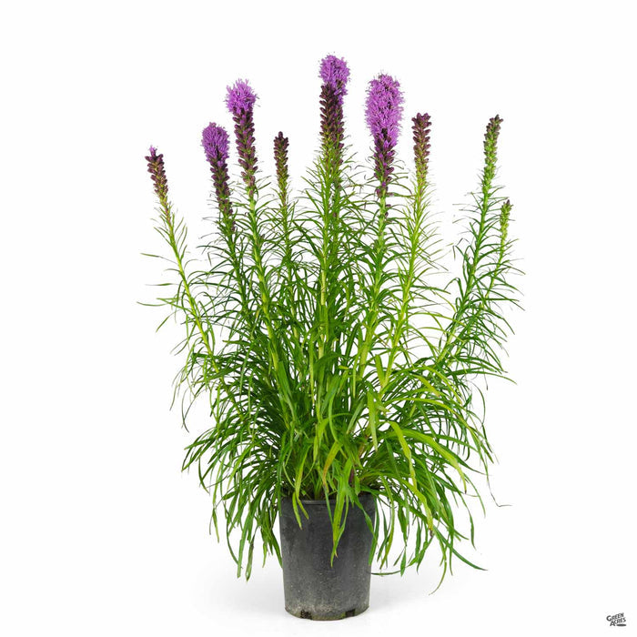 Liatris 'Kobold' 1 gallon