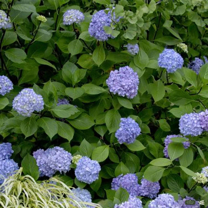 Blue Enchantress Hydrangea