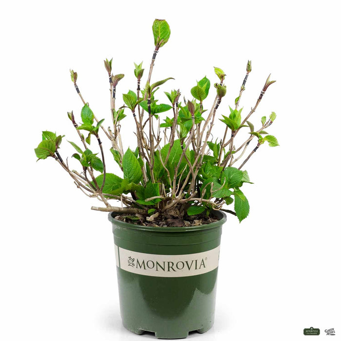 Blue Enchantress Hydrangea 2 gal Monrovia