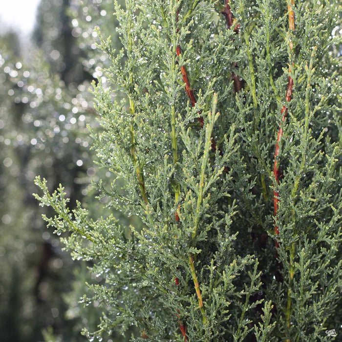 Italian Cypress 'Glauca'
