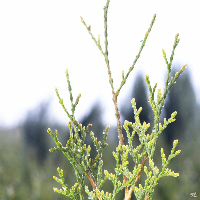 Italian Cypress 'Glauca'
