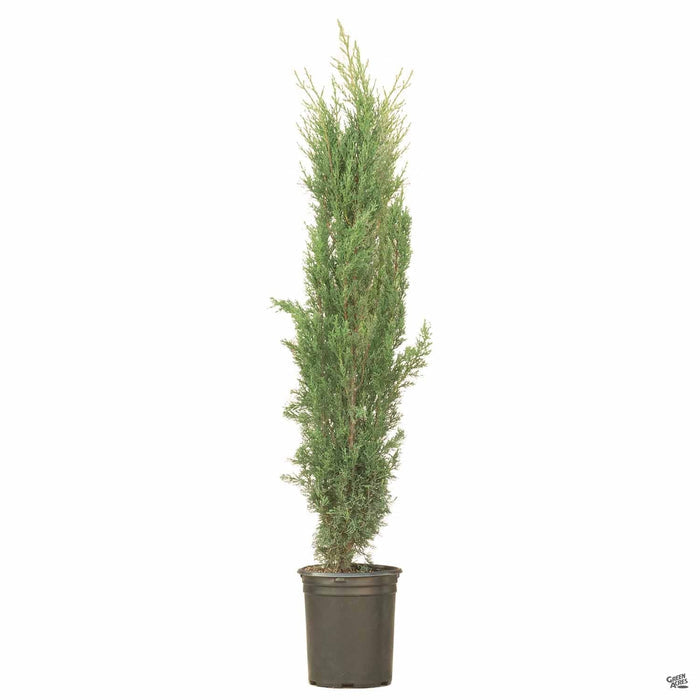 Blue Italian Cypress 'Glauca' 5 gallon