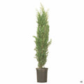 Blue Italian Cypress 'Glauca' 5 gallon