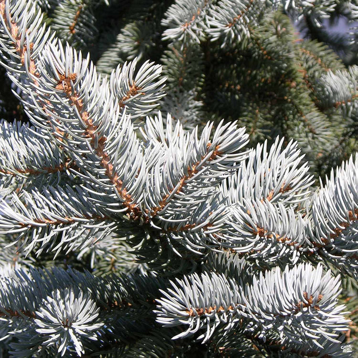 Baby Blue Spruce