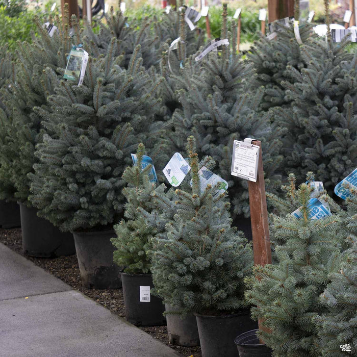 Baby Blue Spruce