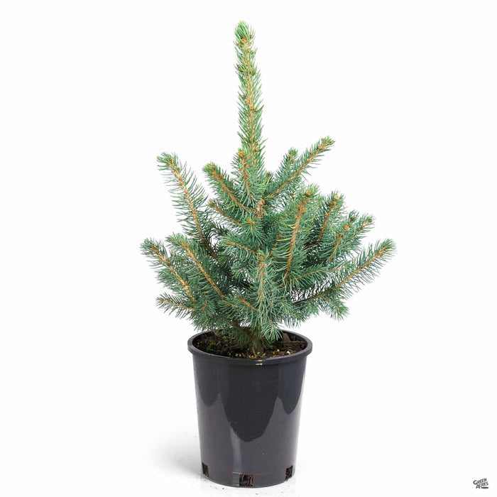 Baby Blue Spruce 1 gallon