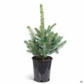 Baby Blue Spruce 1 gallon