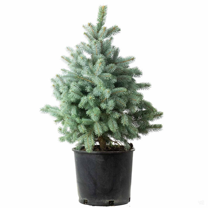 Baby Blue Spruce 7 gallon