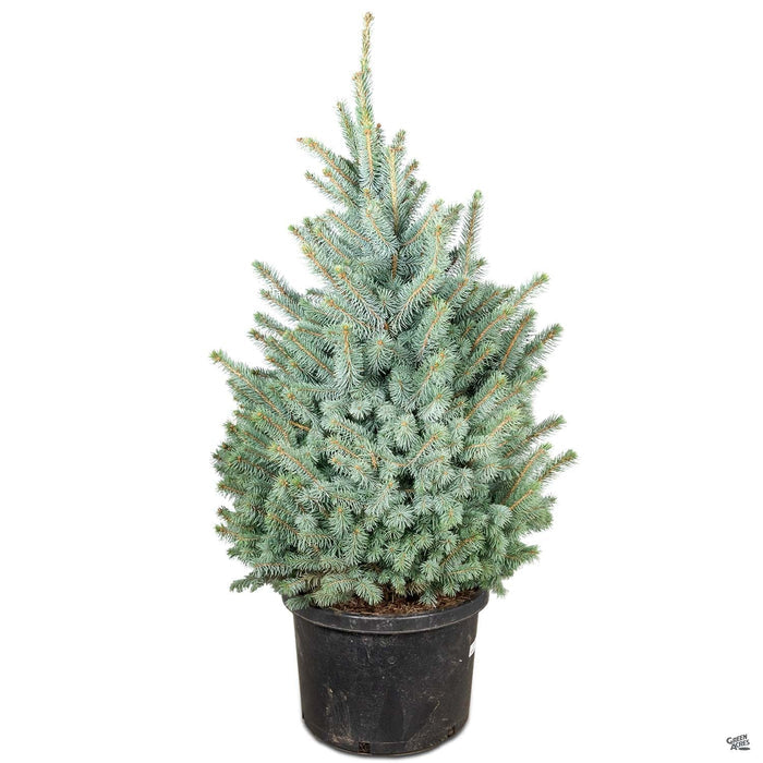 Baby Blue Spruce 10 gallon