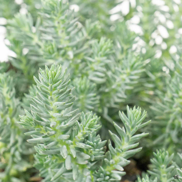 Blue Spruce