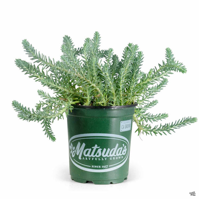 Blue Spruce Stonecrop 4 inch
