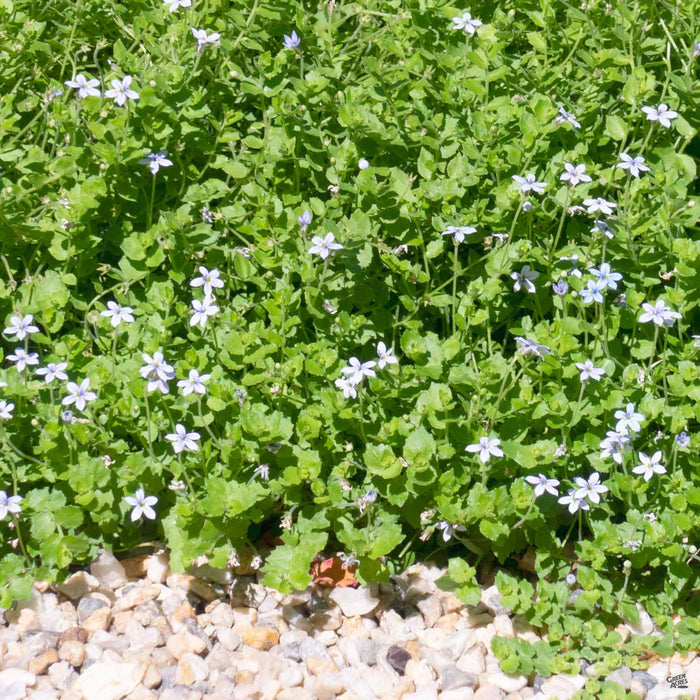 Isotoma Blue Star Creeper