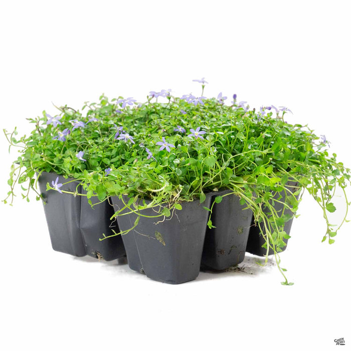 Isotoma Blue Star Creeper 6-pack