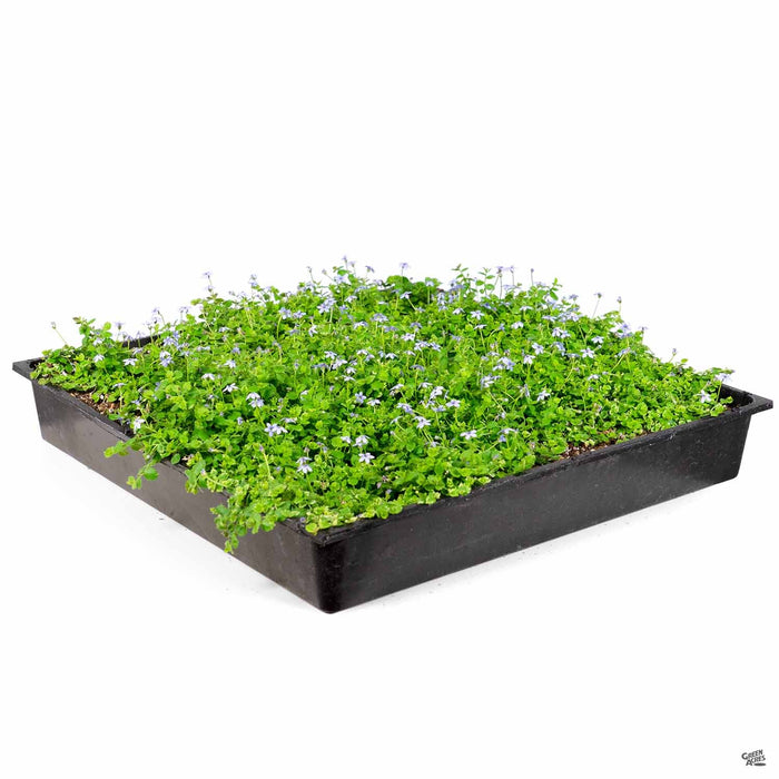 Blue Star Creeper Flat