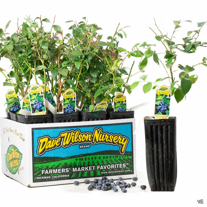 Blueberry 4 inch fruit sleeve