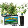 Blueberry 4 inch fruit sleeve