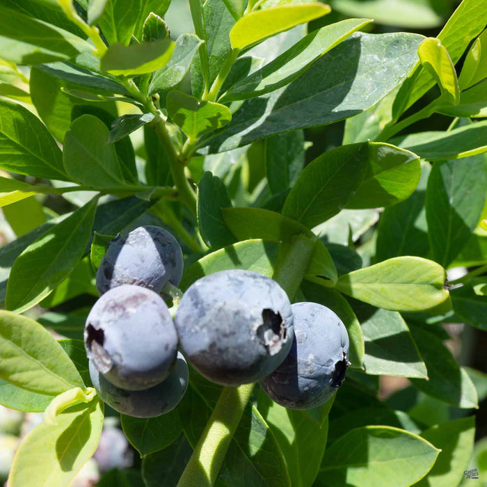Blueberry Jubilee
