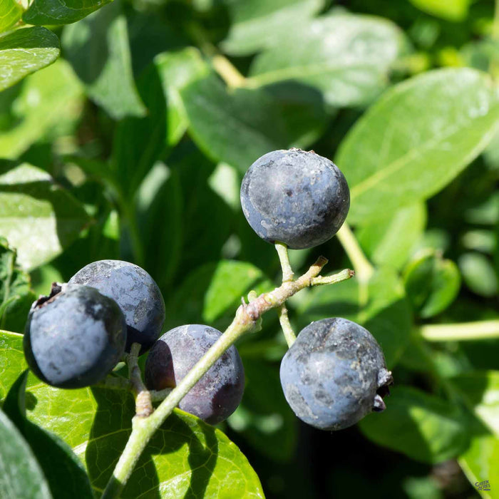 Blueberry 'O'Neal'