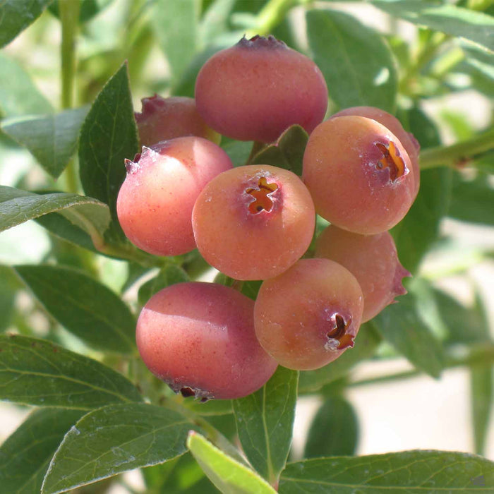 Blueberry 'Pink Lemonade'