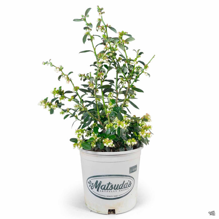 Blueberry 'Misty' 2 gallon